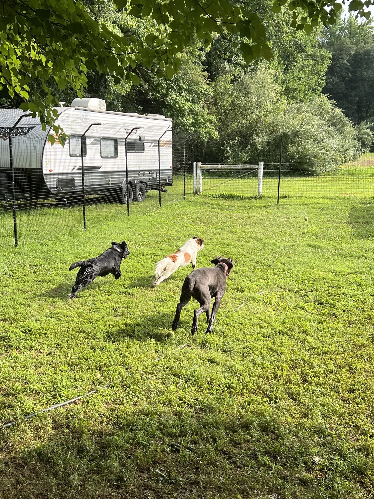 Wye River Kennel - Dog & Cat Boarding Kennel & Dog Daycare Queenstown - Queenstown, MD