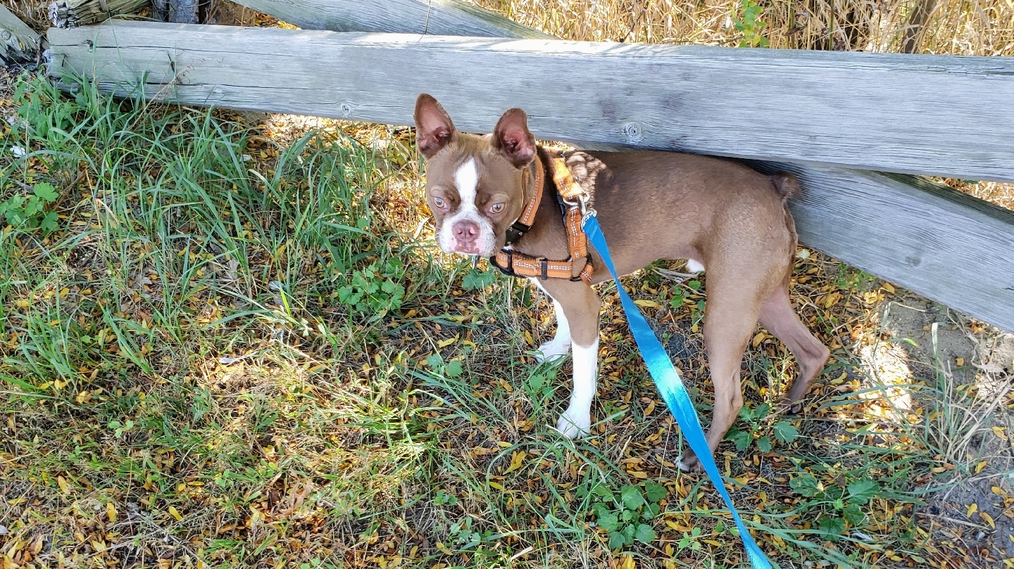 Watkins Street Dog Pit Stop - Quincy, MA