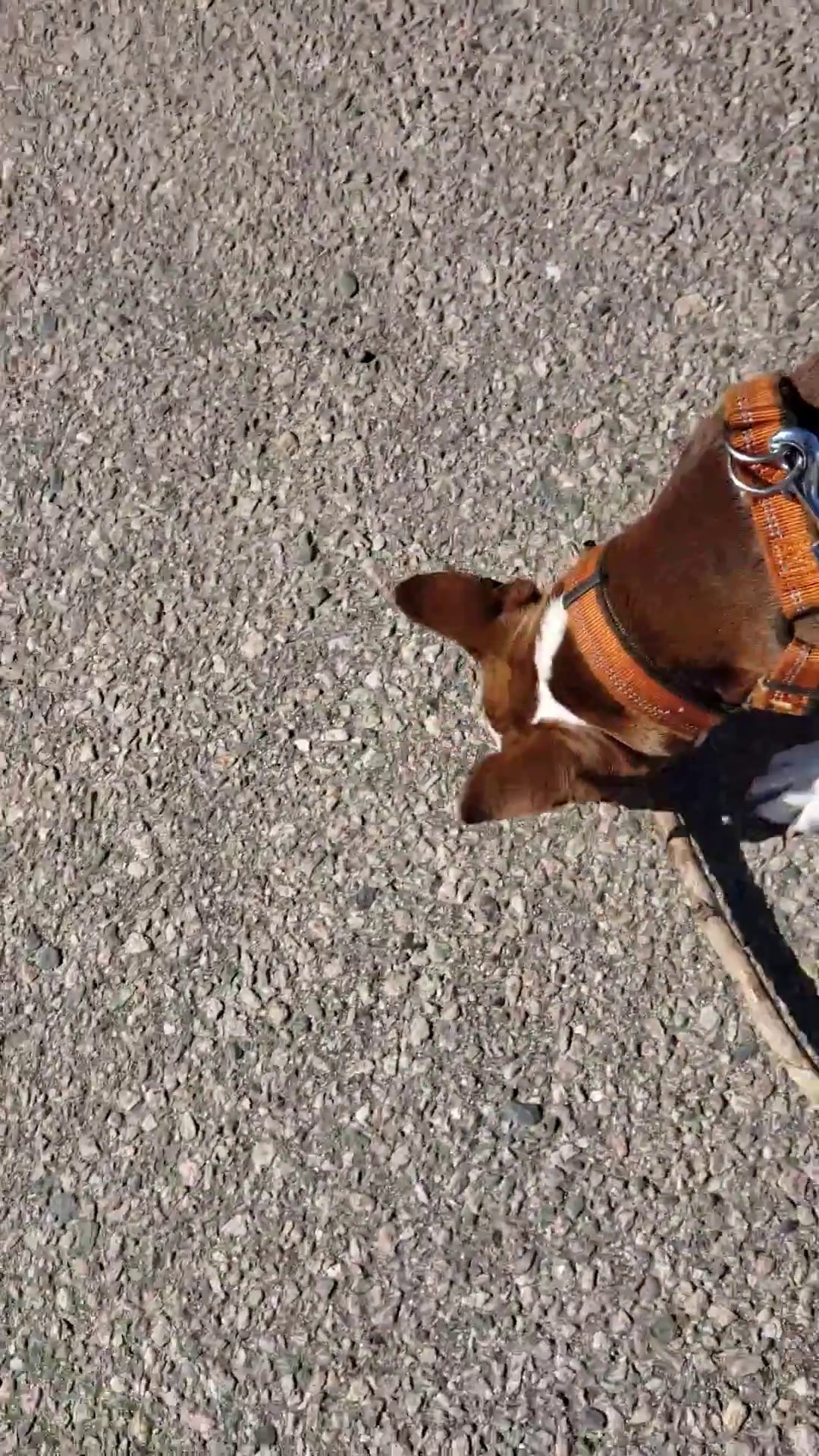 Watkins Street Dog Pit Stop - Quincy, MA