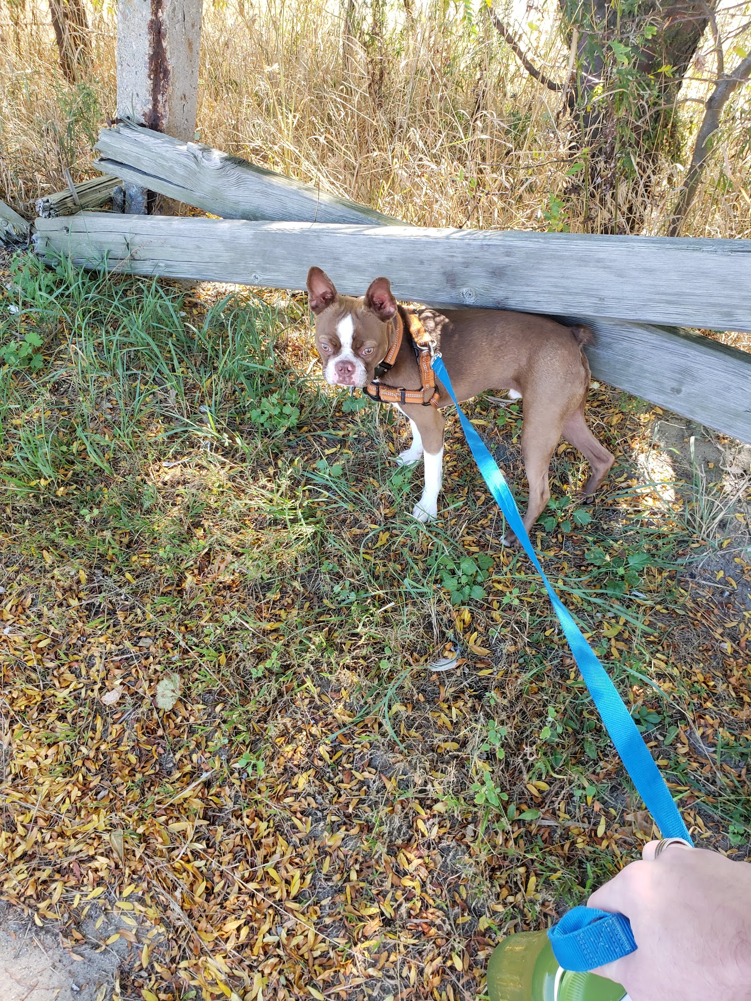 Watkins Street Dog Pit Stop - Quincy, MA