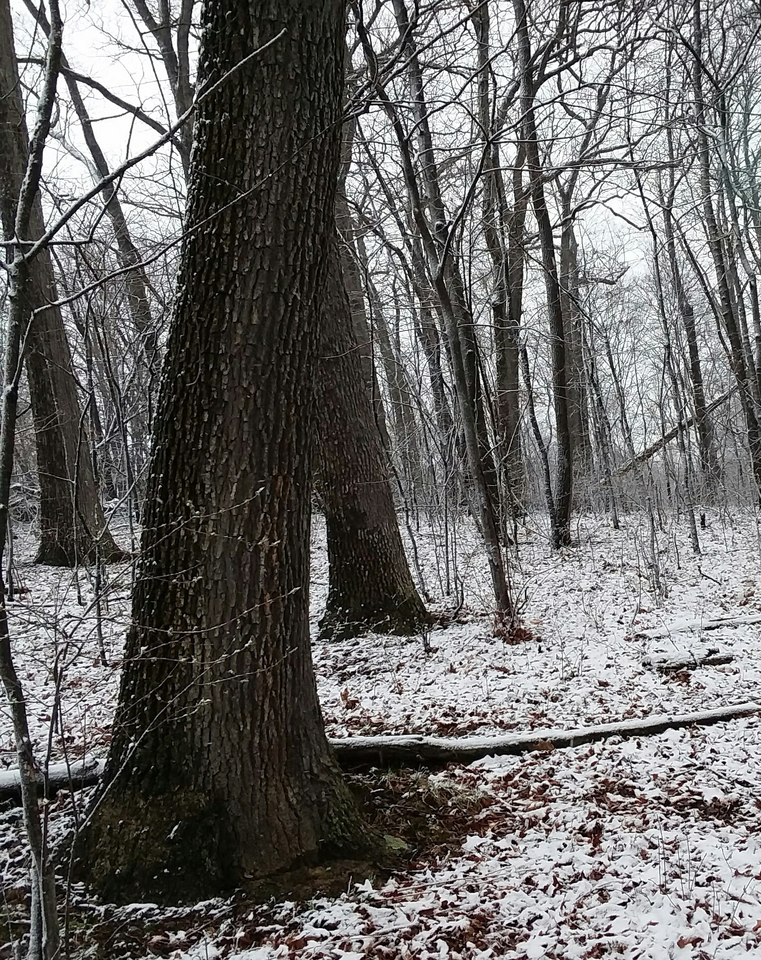 Patterson Community Park - Racine, PA
