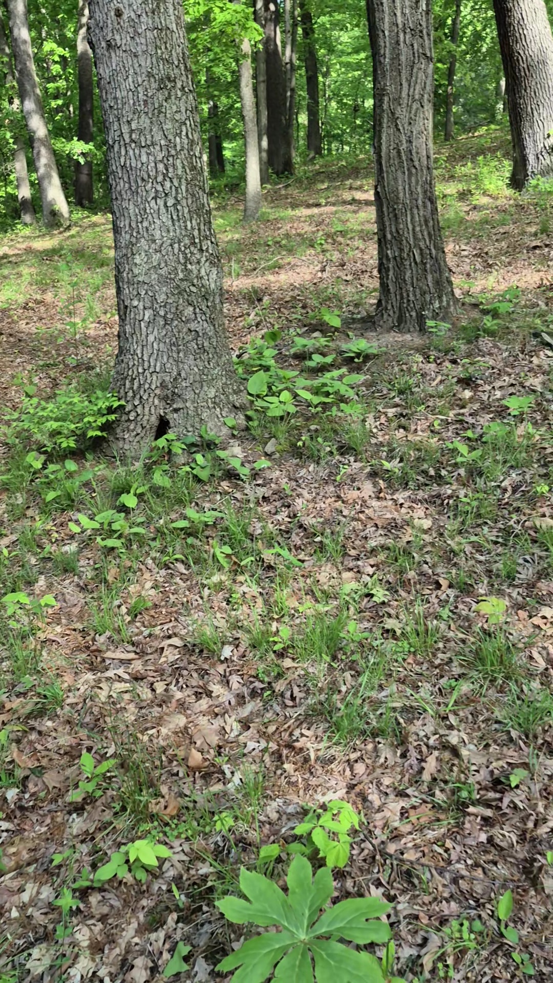 Patterson Community Park - Racine, PA