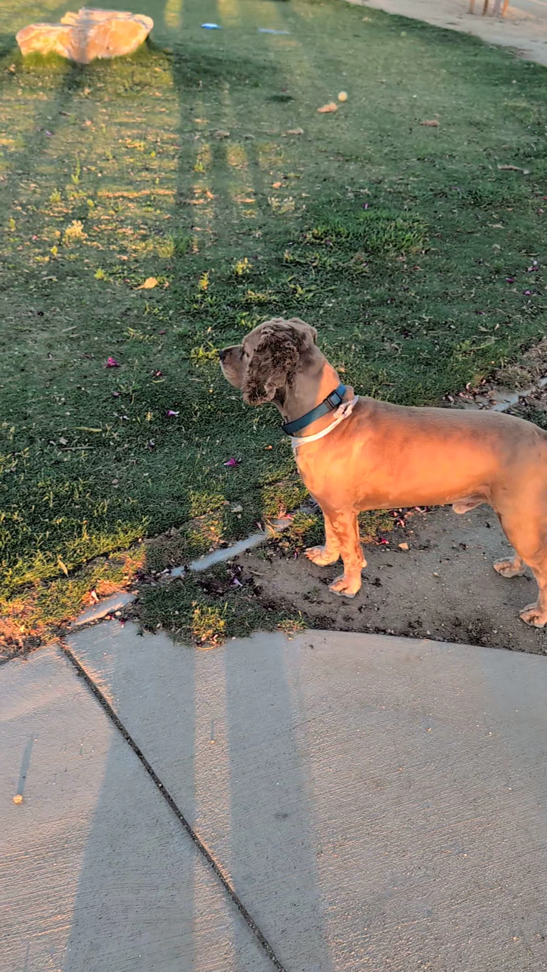 Central Park Dog Park - Rancho Cucamonga, CA