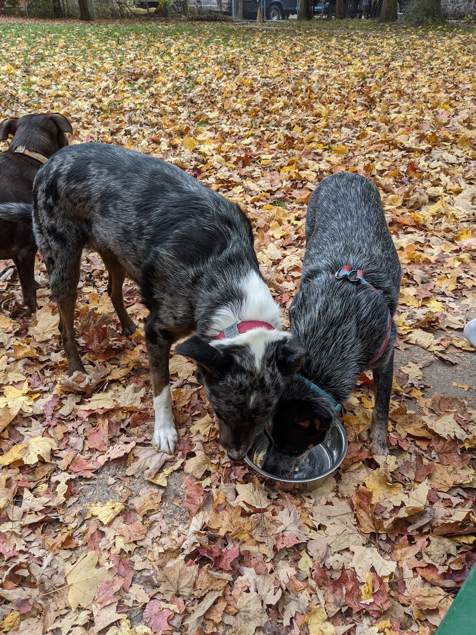 Raritan Dog Park - Raritan, NJ