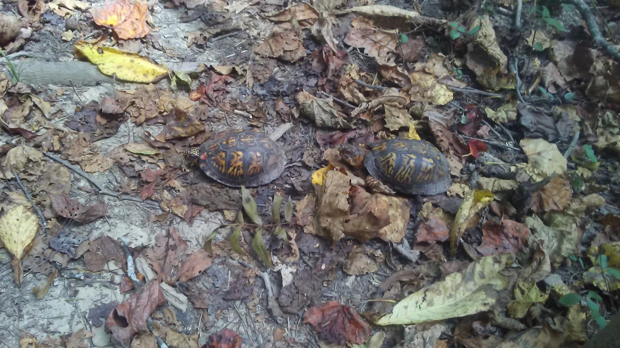 Kevin Clegg Trail System - Ravenswood, WV