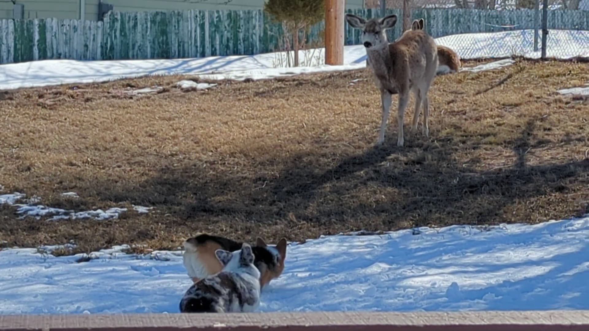 City of Rawlins Dog Park - Rawlins, WY