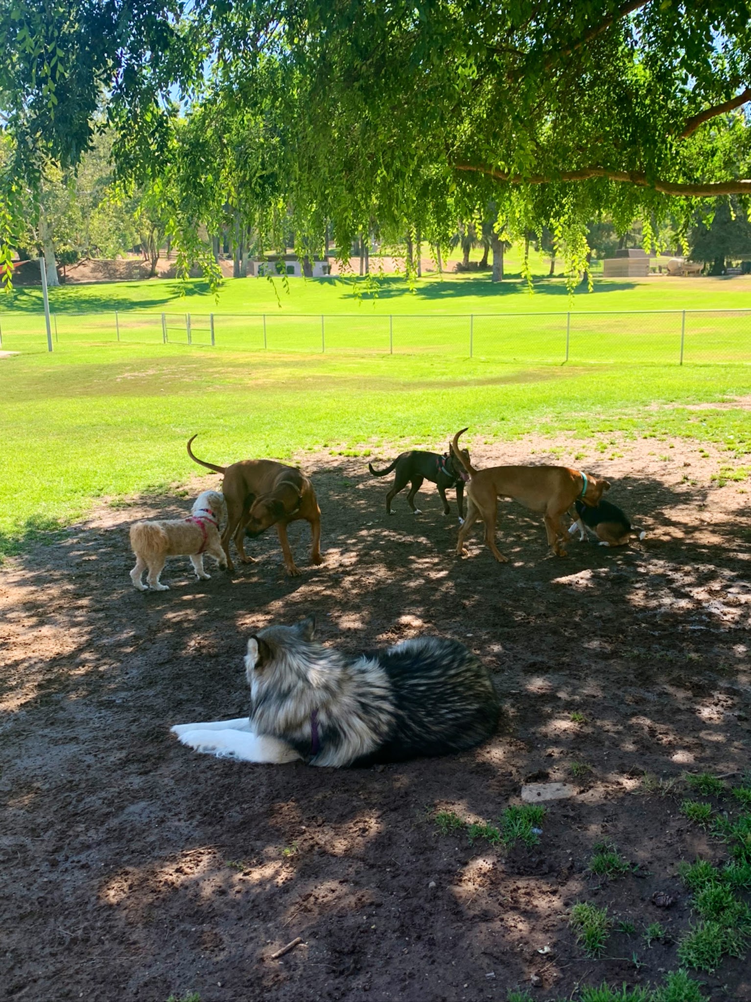 Redlands Dog Park - Redlands, CA