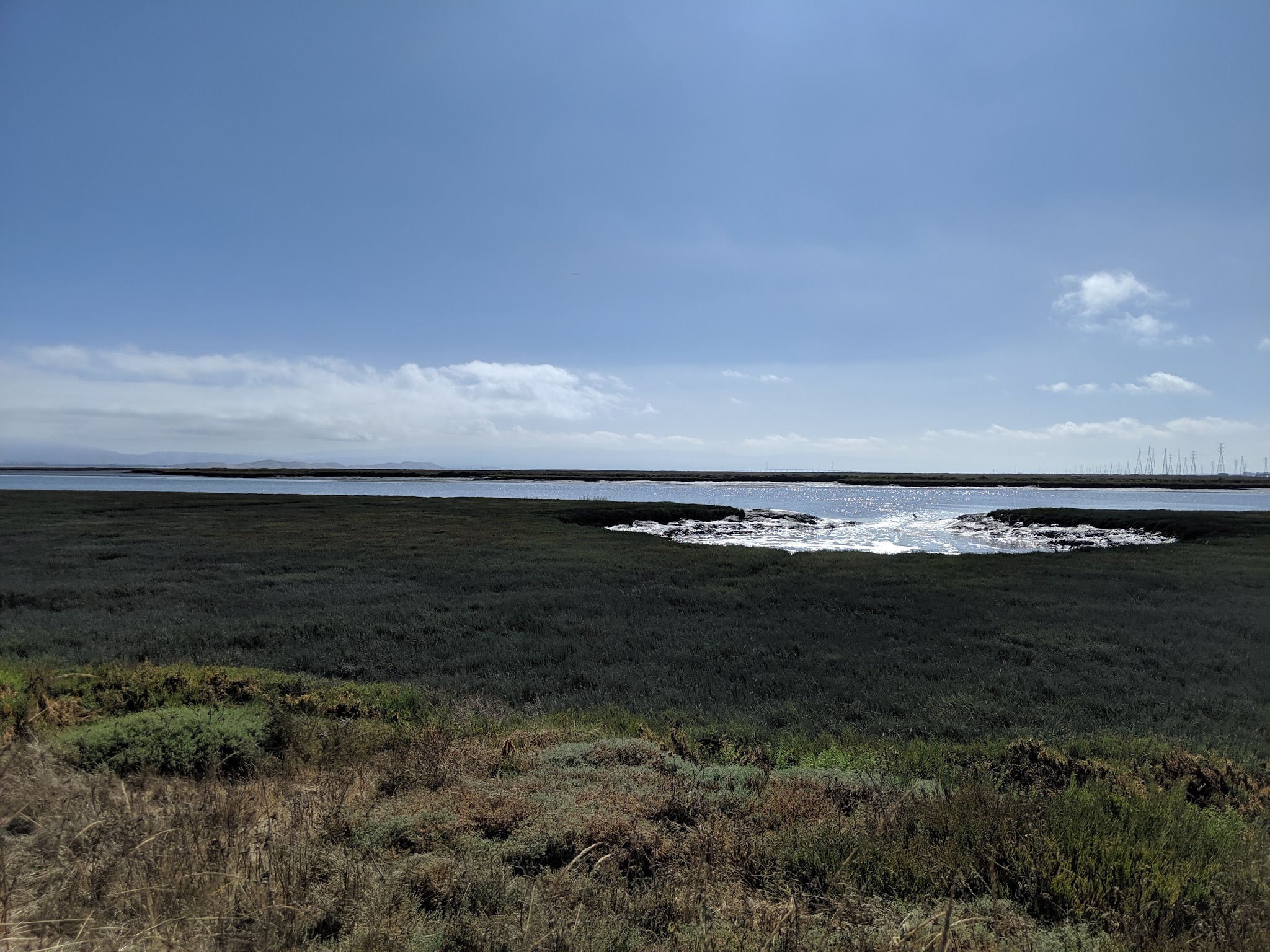 Shore Dogs Park - Redwood City, CA