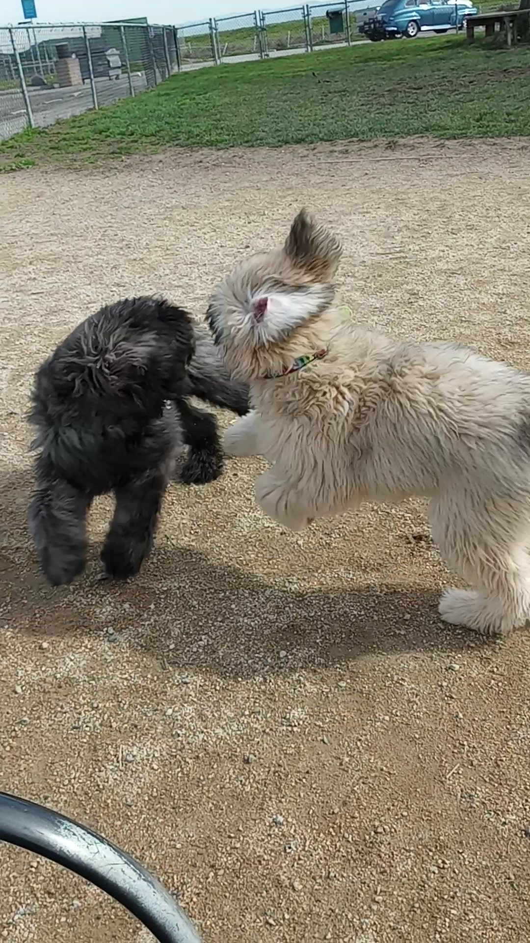 Shore Dogs Park - Redwood City, CA