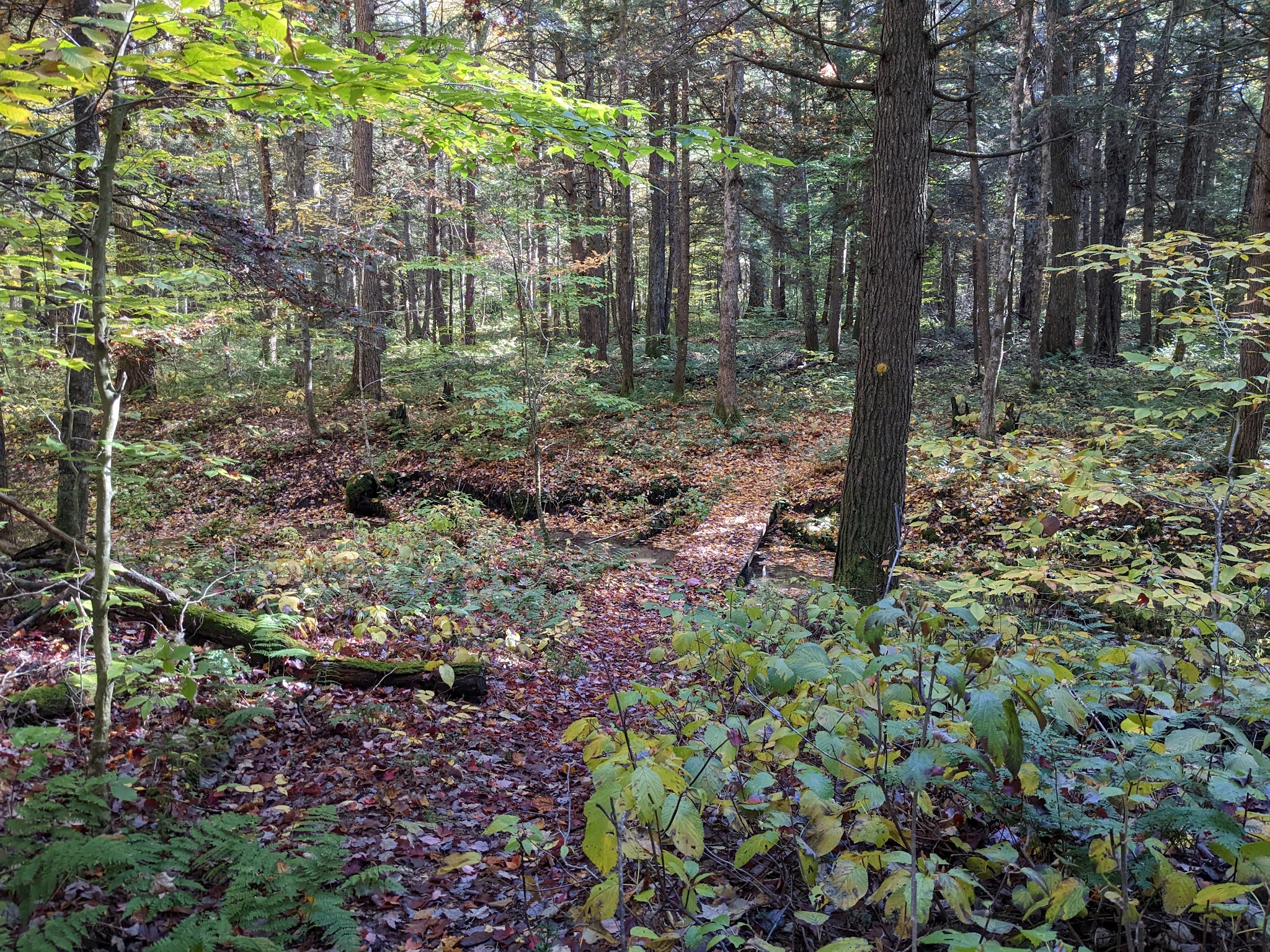 Lake Julia Preserve - Remsen, NY