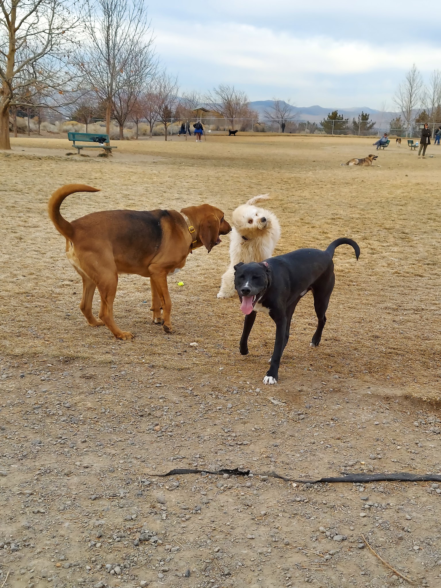 Link Piazzo Dog Park - Reno, NV