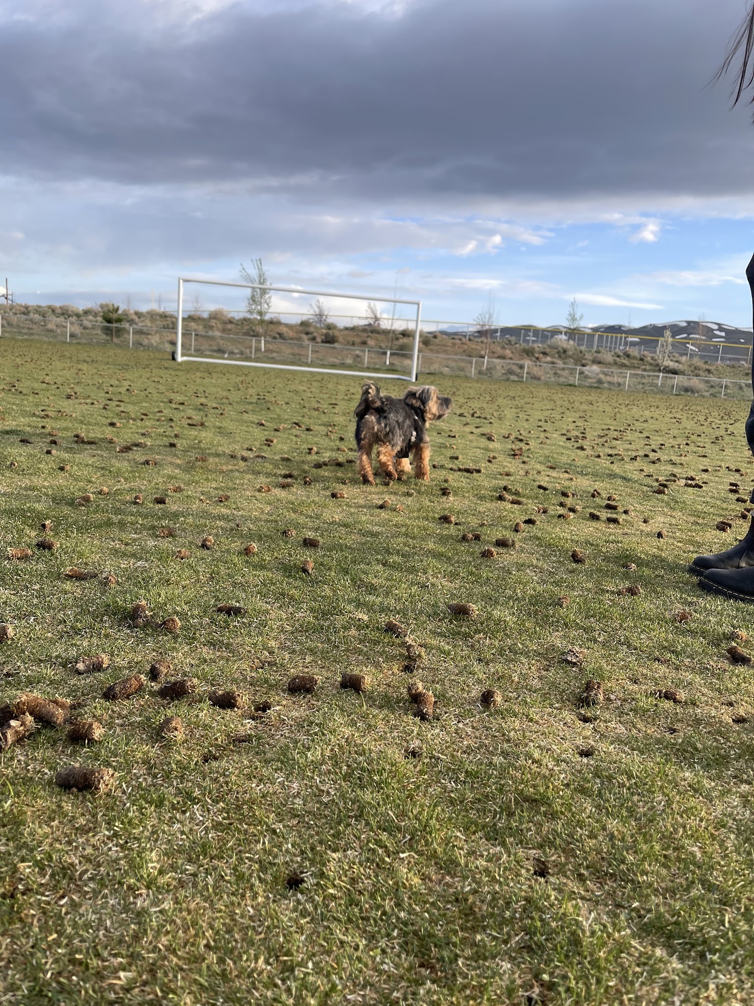 North Valleys Off Leash Dog Field - Reno, NV