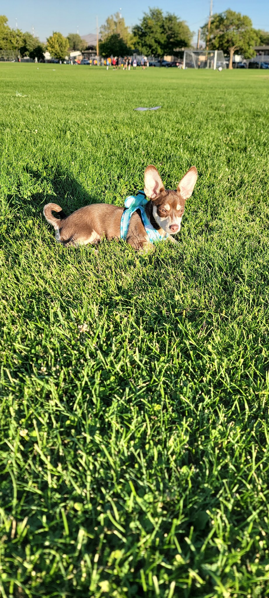 North Valleys Off Leash Dog Field - Reno, NV