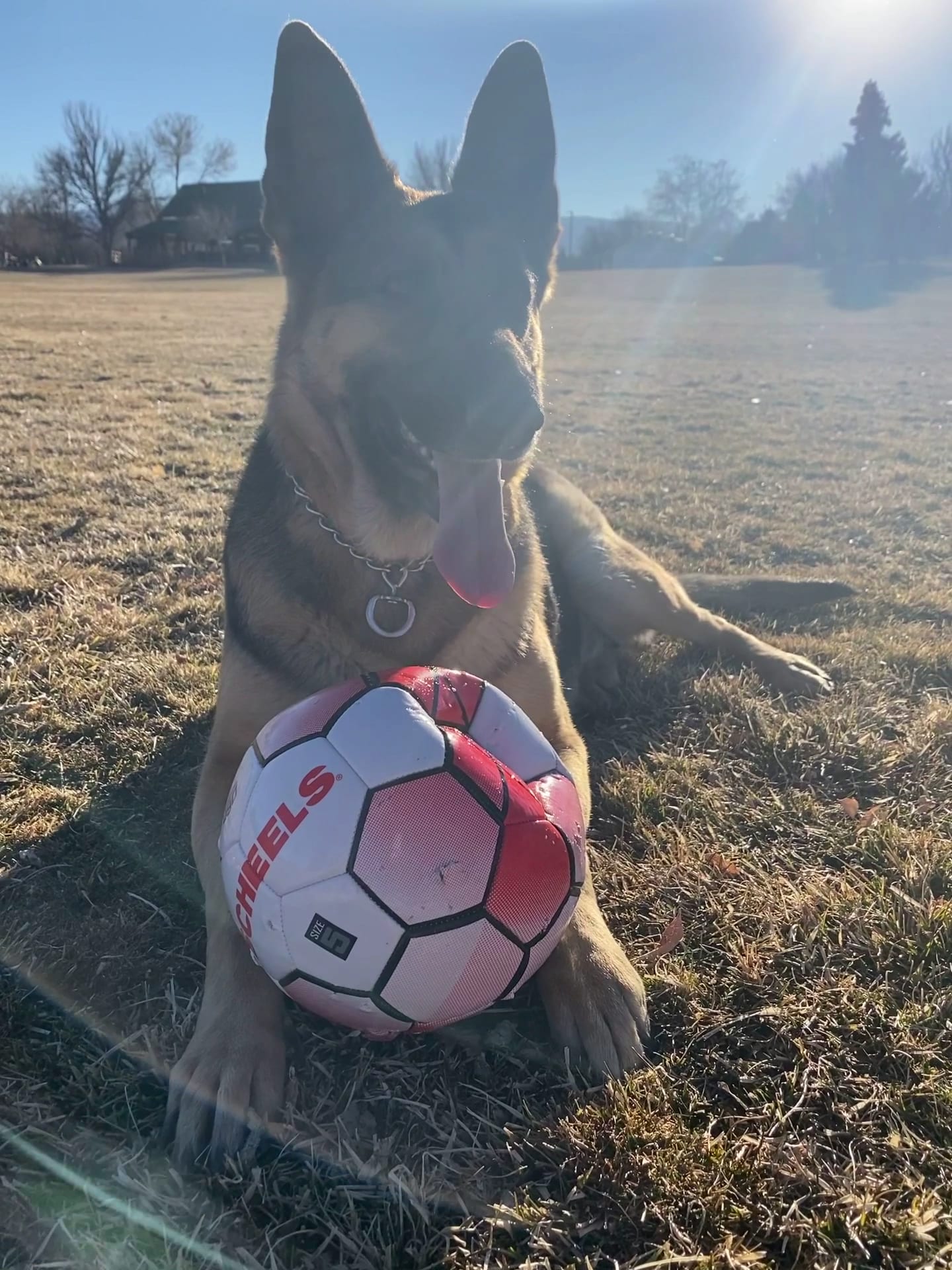 Rancho San Rafael Off-Leash Dog Park - Reno, NV