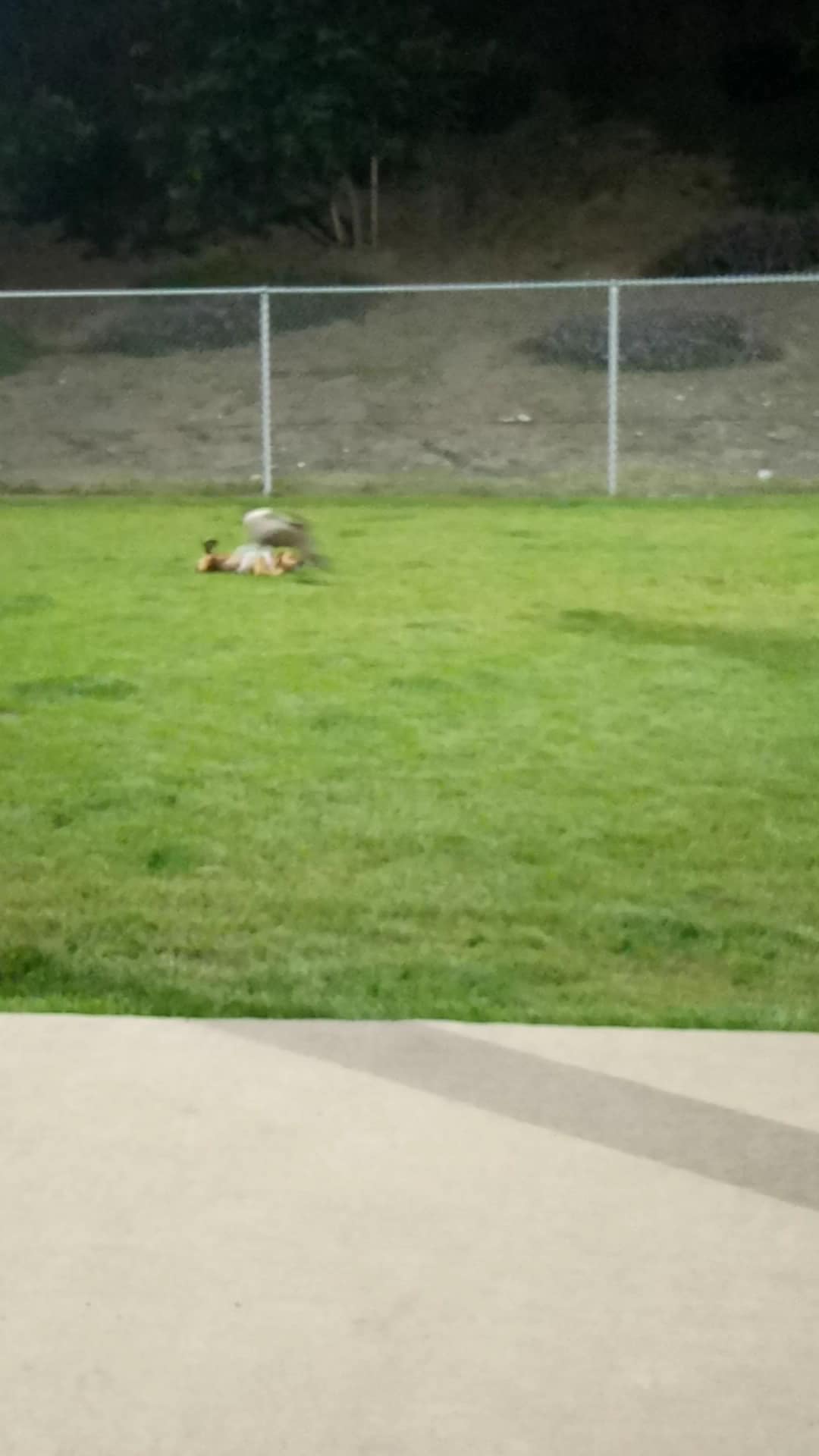 Frisbee Dog Park - Rialto, CA