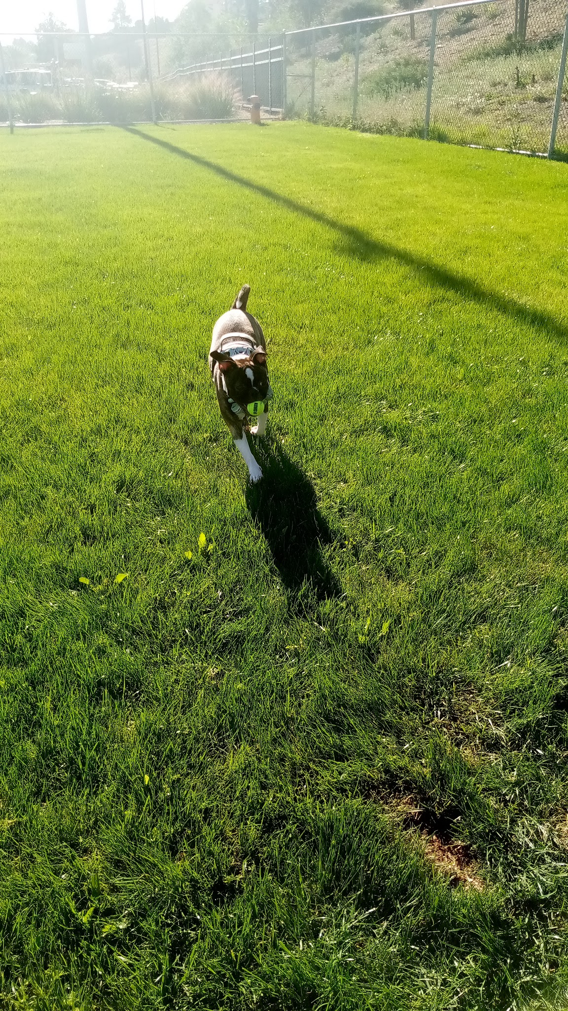 Frisbee Dog Park - Rialto, CA