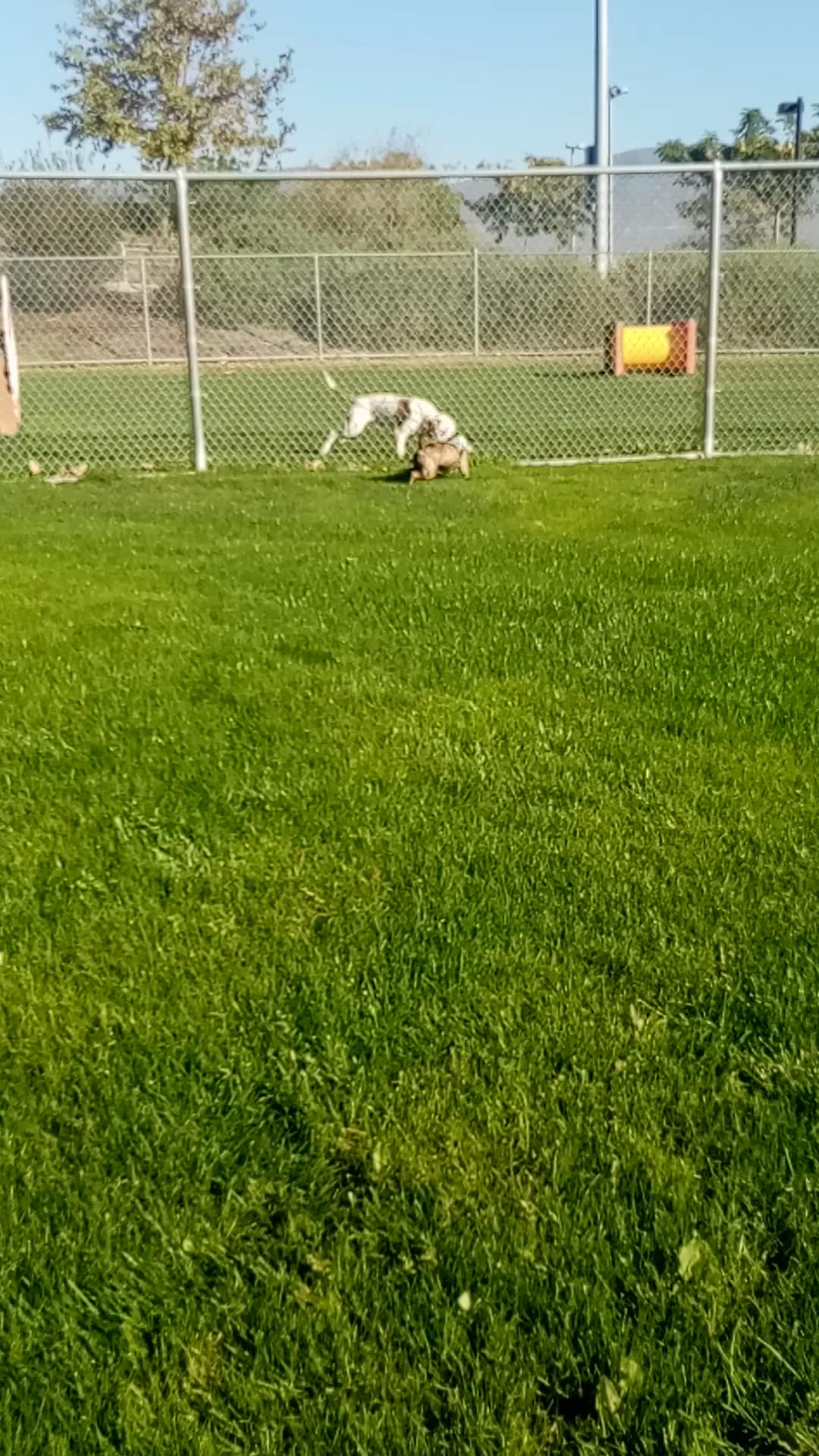 Frisbee Dog Park - Rialto, CA