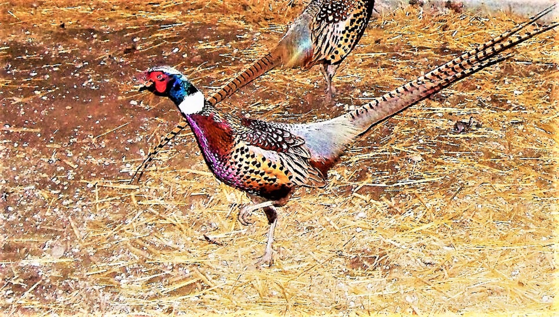 Thunder Country Hunts LLC - Richmond, KS