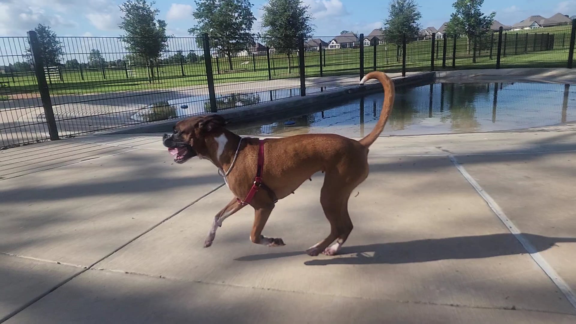 Canine Cove - Richmond, TX