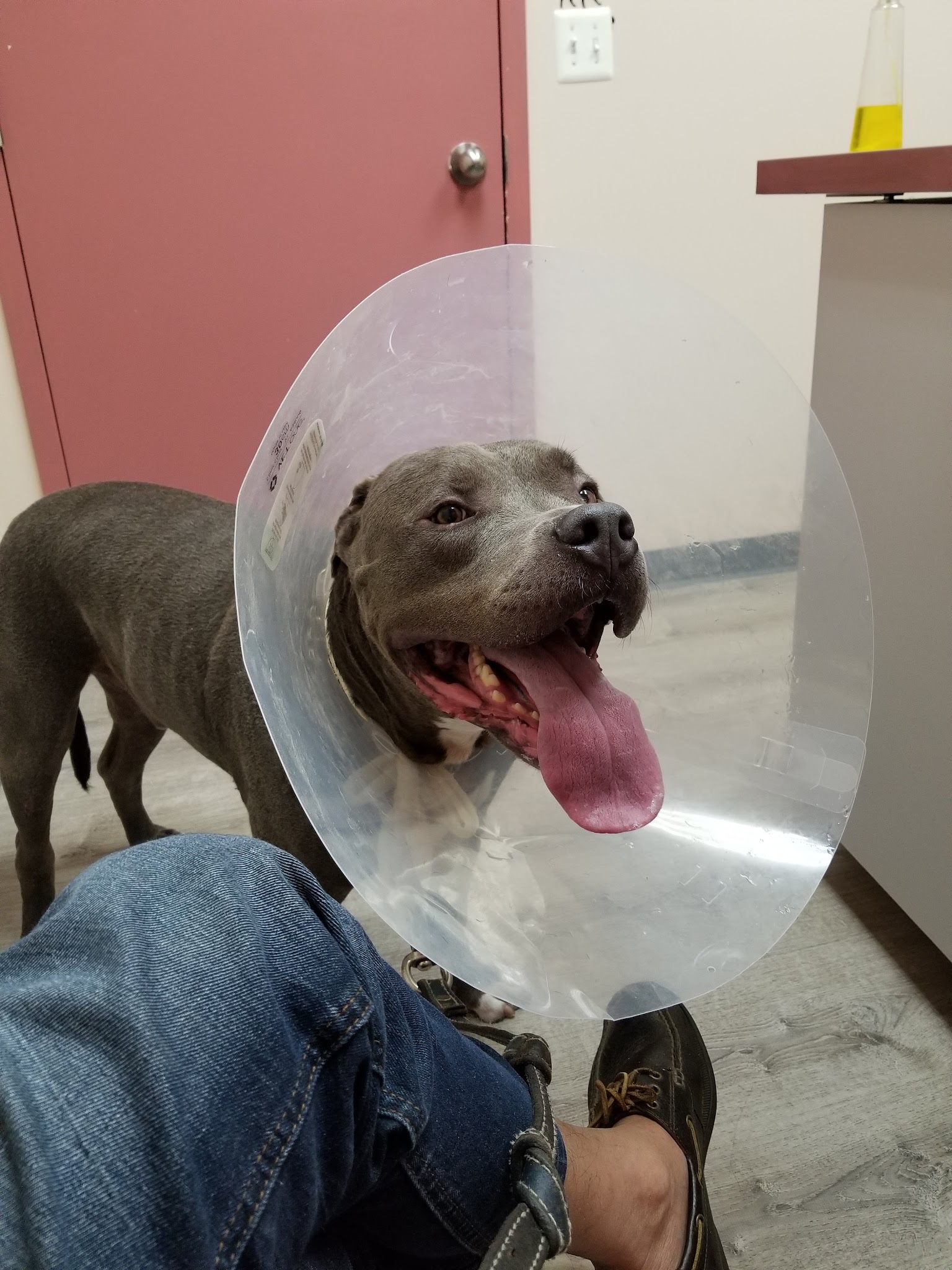 Ridgefield Park Animal Hospital - Ridgefield Park, NJ