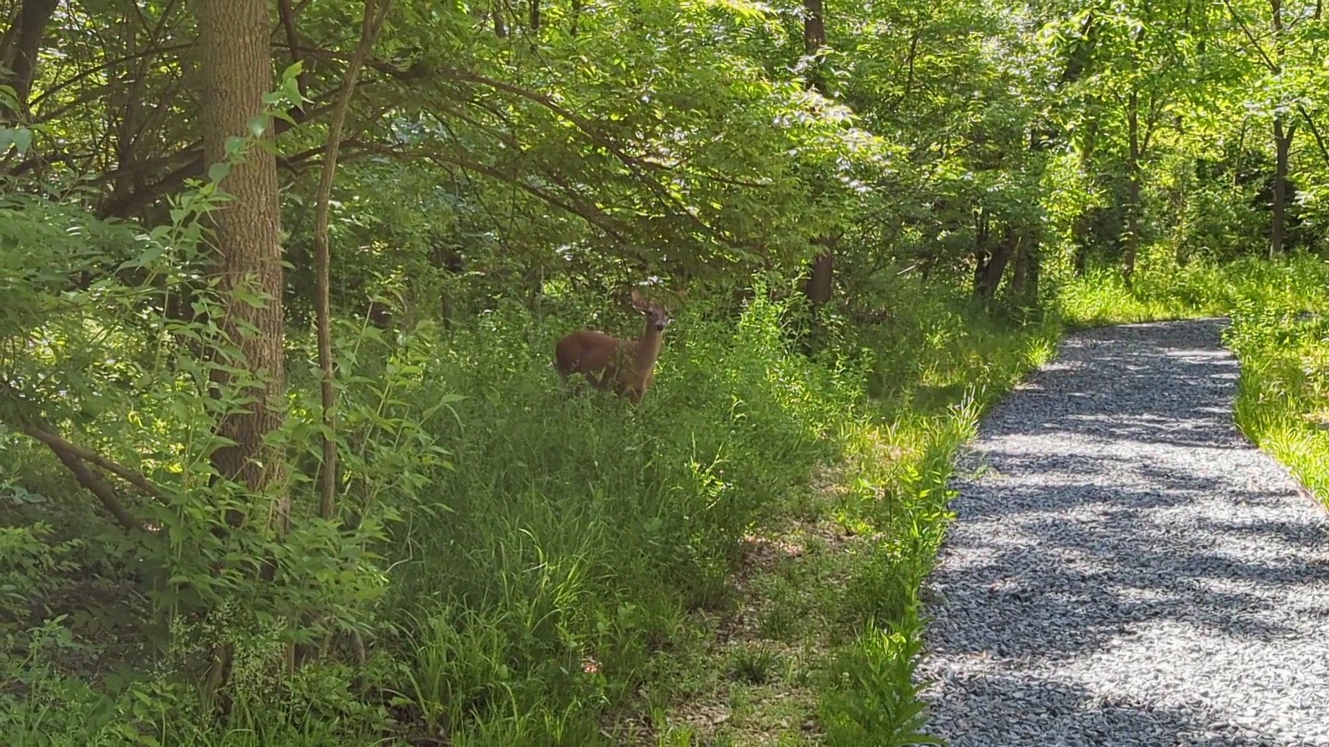 Ridgefield Park Nature Preserve - Ridgefield Park, NJ