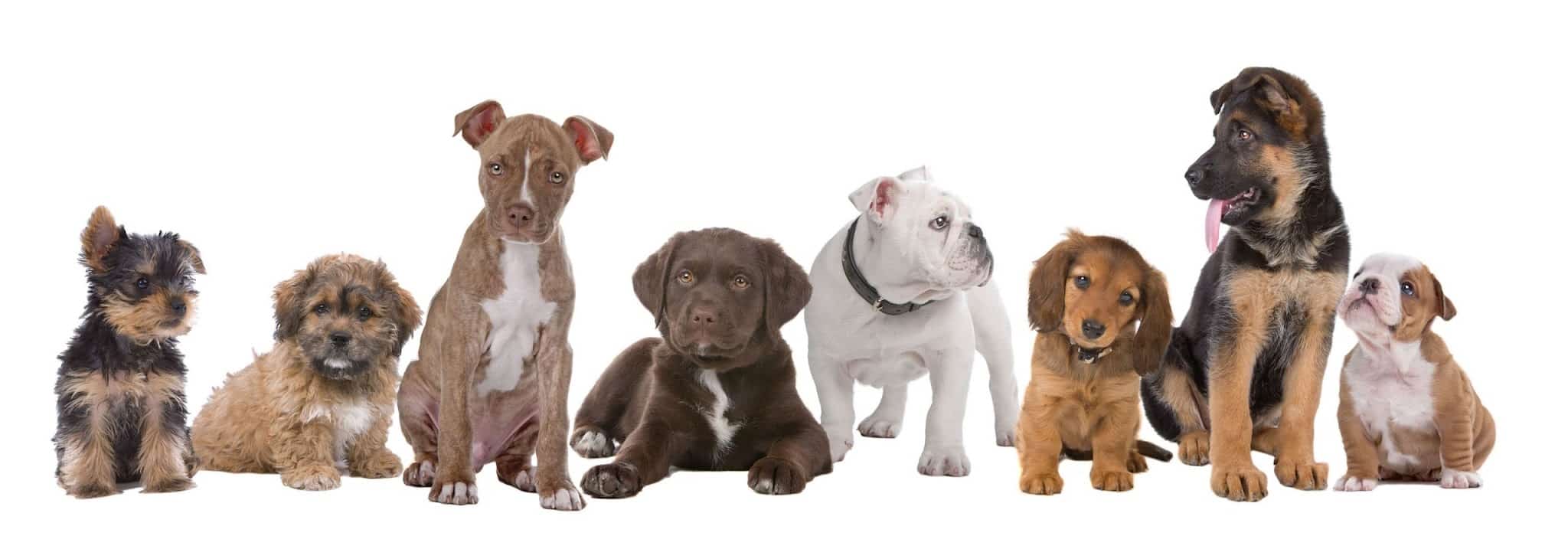 Waggy Tails Dog Grooming Salon - Ridgefield Park, NJ