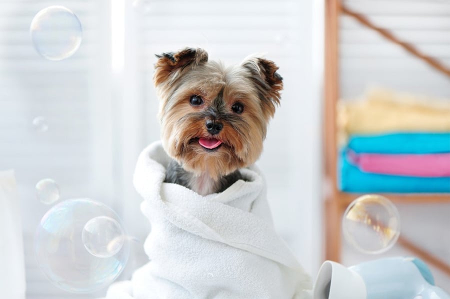 Waggy Tails Dog Grooming Salon - Ridgefield Park, NJ
