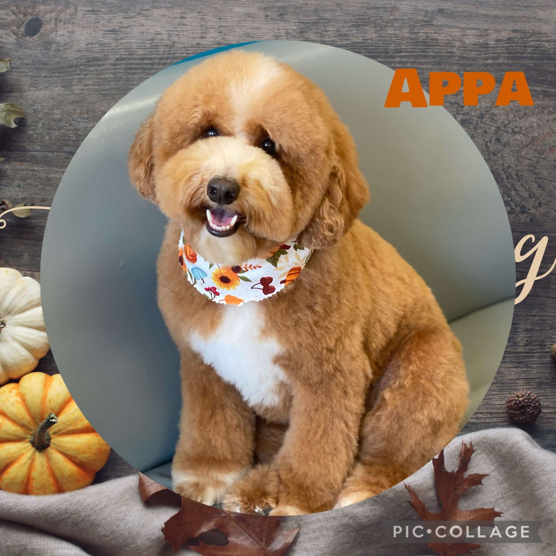 Waggy Tails Dog Grooming Salon - Ridgefield Park, NJ