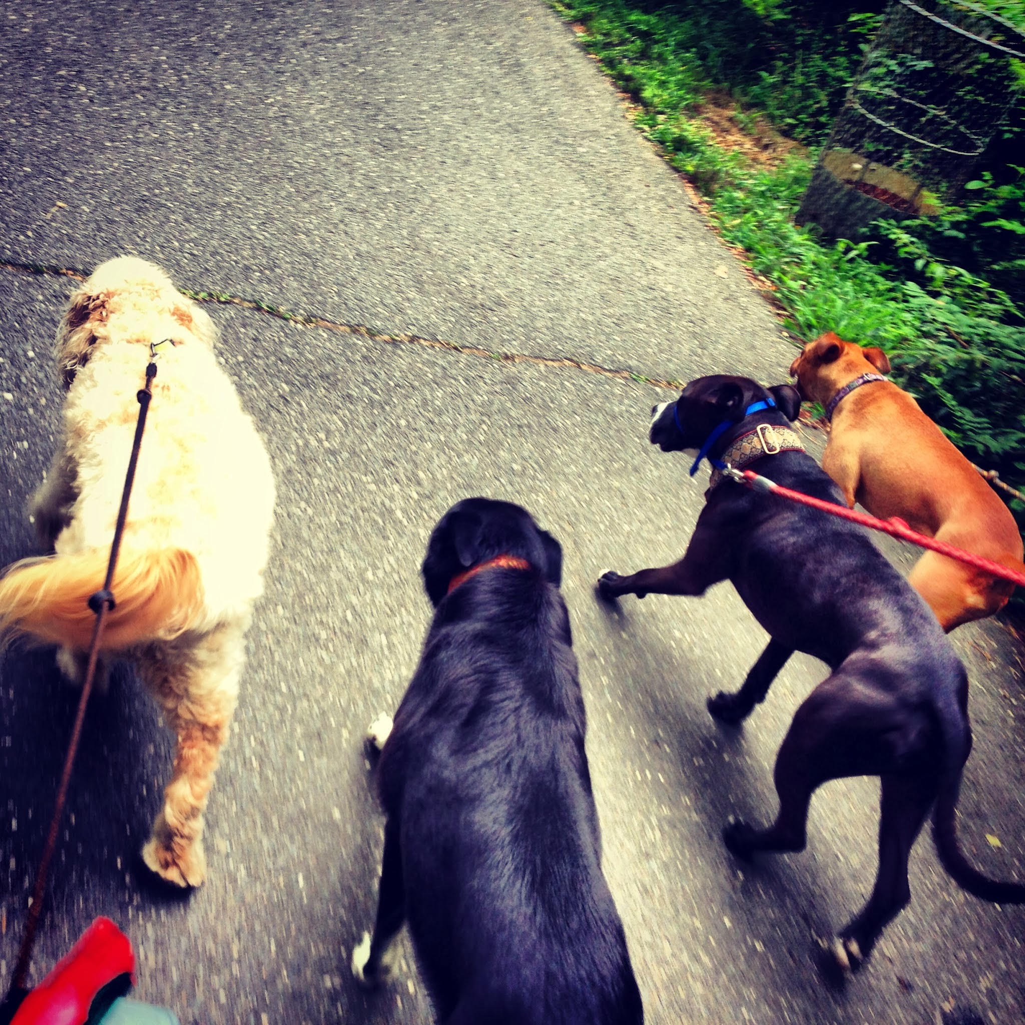 Ridgewood Paws - Ridgewood, NJ