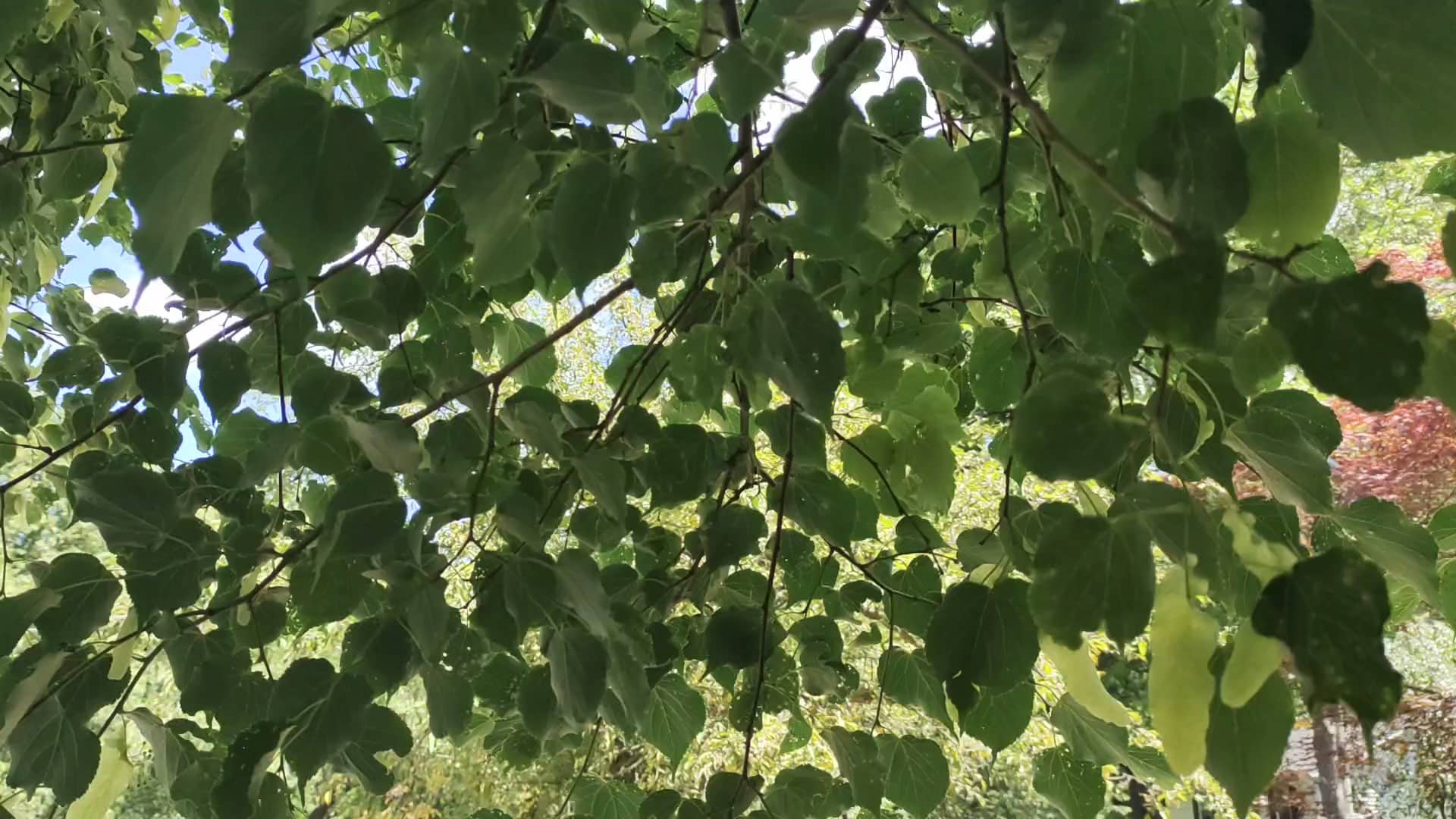 Twinney Pond Park - Ridgewood, NJ