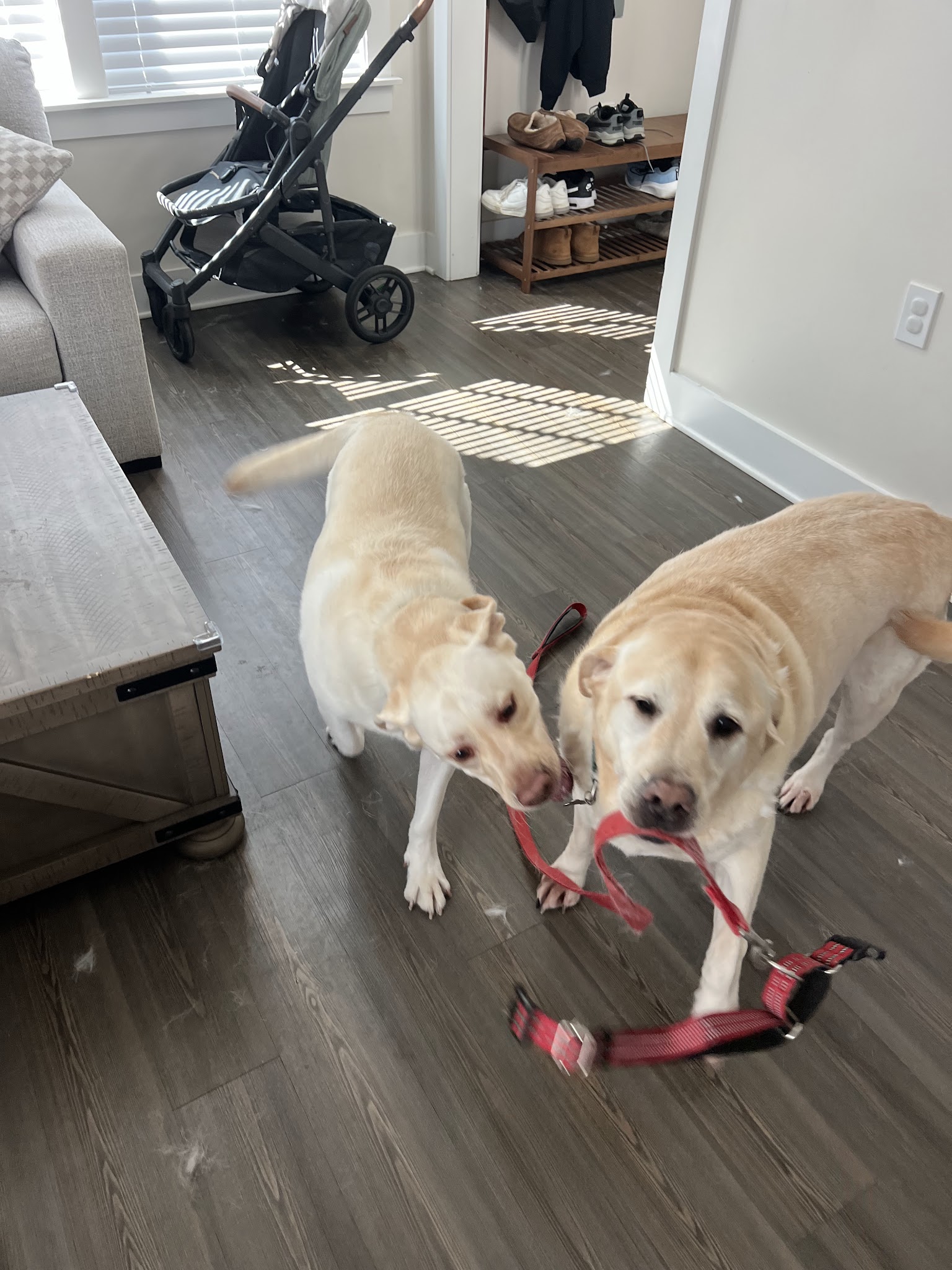 Wag 4 Tails LLC - Ridgewood, NJ