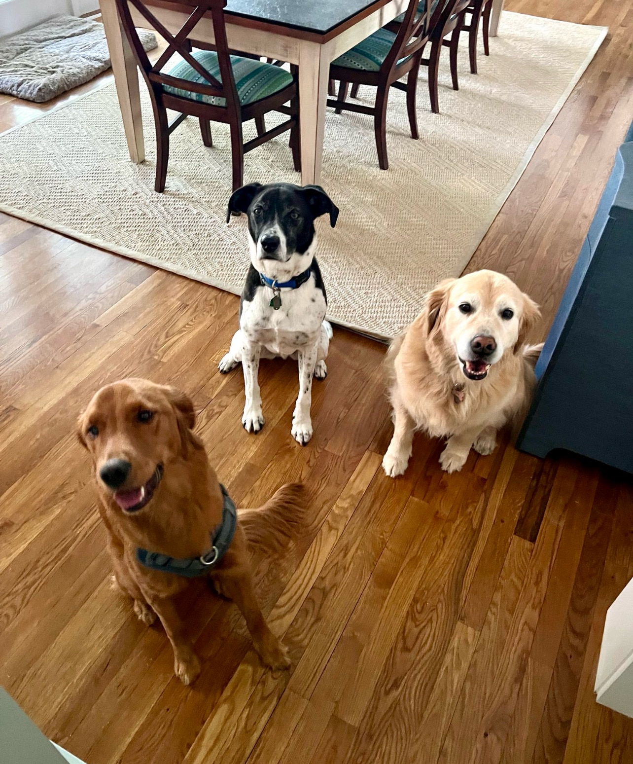 Wag 4 Tails LLC - Ridgewood, NJ