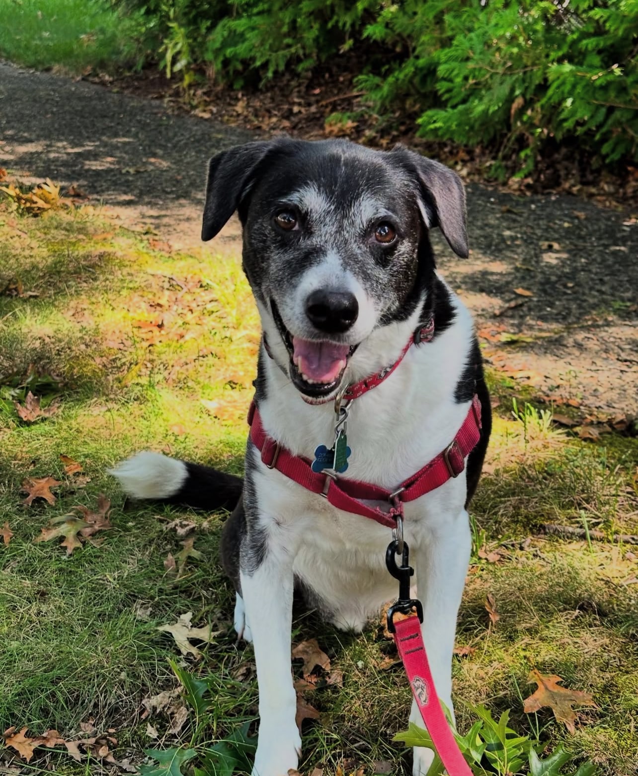 Wag 4 Tails LLC - Ridgewood, NJ