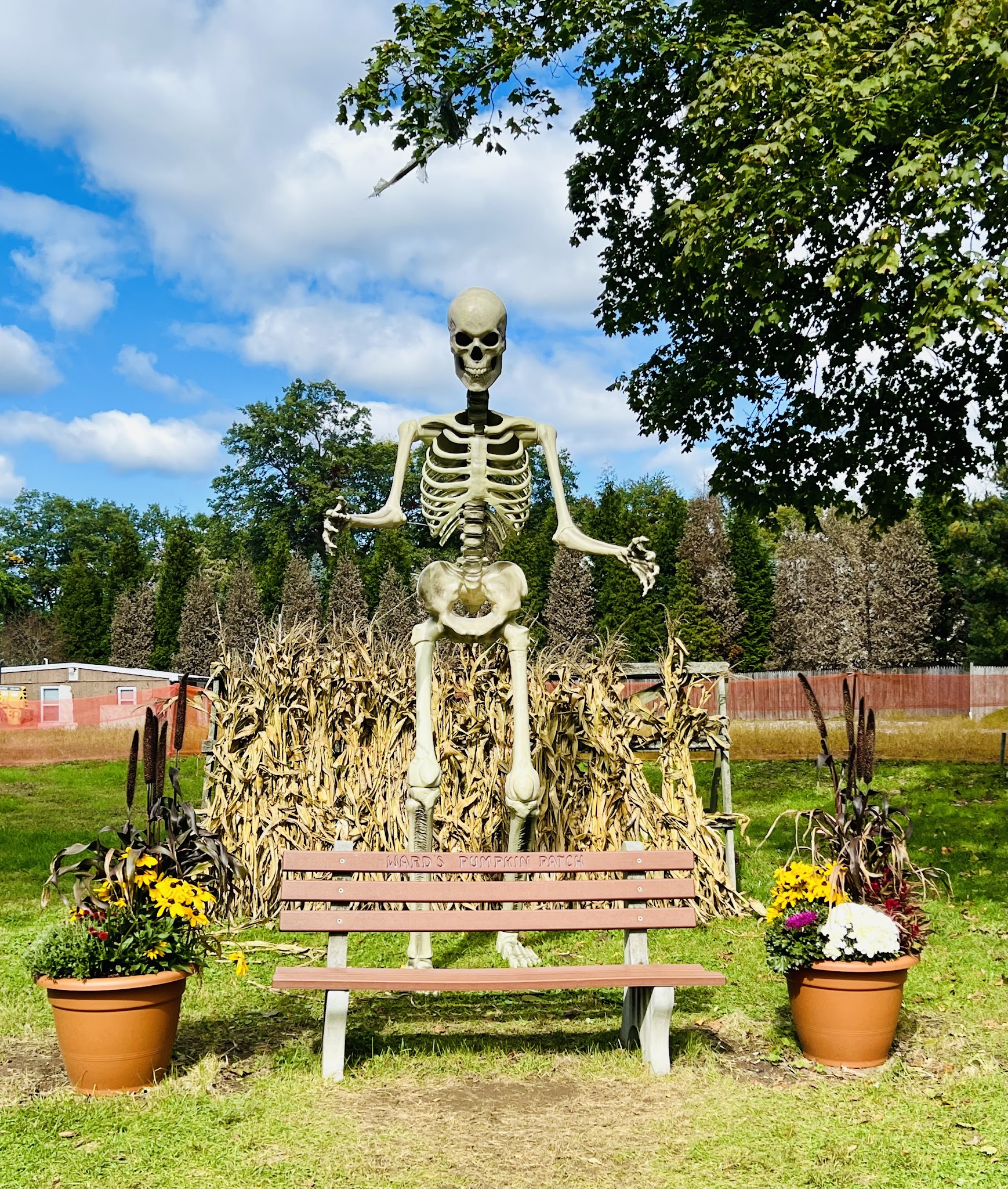 Ward's Farm Pumpkin Patch - Ridgewood, NJ