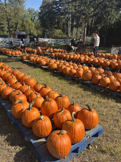Ward's Farm Pumpkin Patch - Ridgewood, NJ