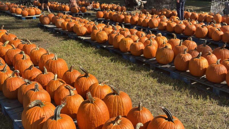 Ward's Farm Pumpkin Patch - Ridgewood, NJ