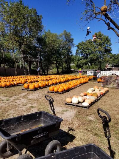 Ward's Farm Pumpkin Patch - Ridgewood, NJ