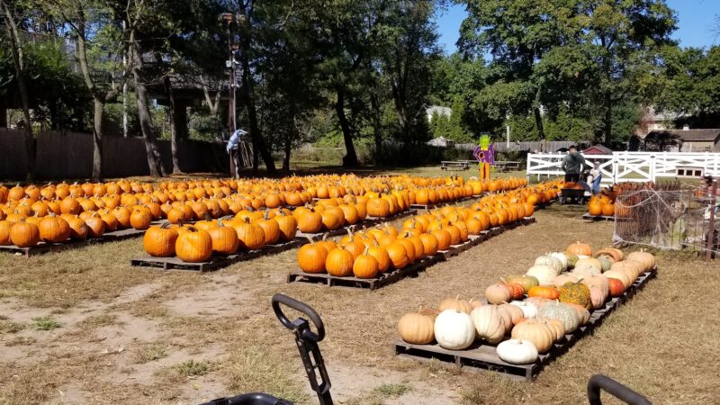 Ward's Farm Pumpkin Patch - Ridgewood, NJ