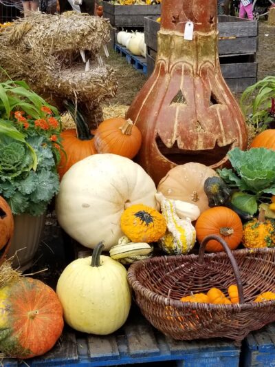 Ward's Farm Pumpkin Patch - Ridgewood, NJ