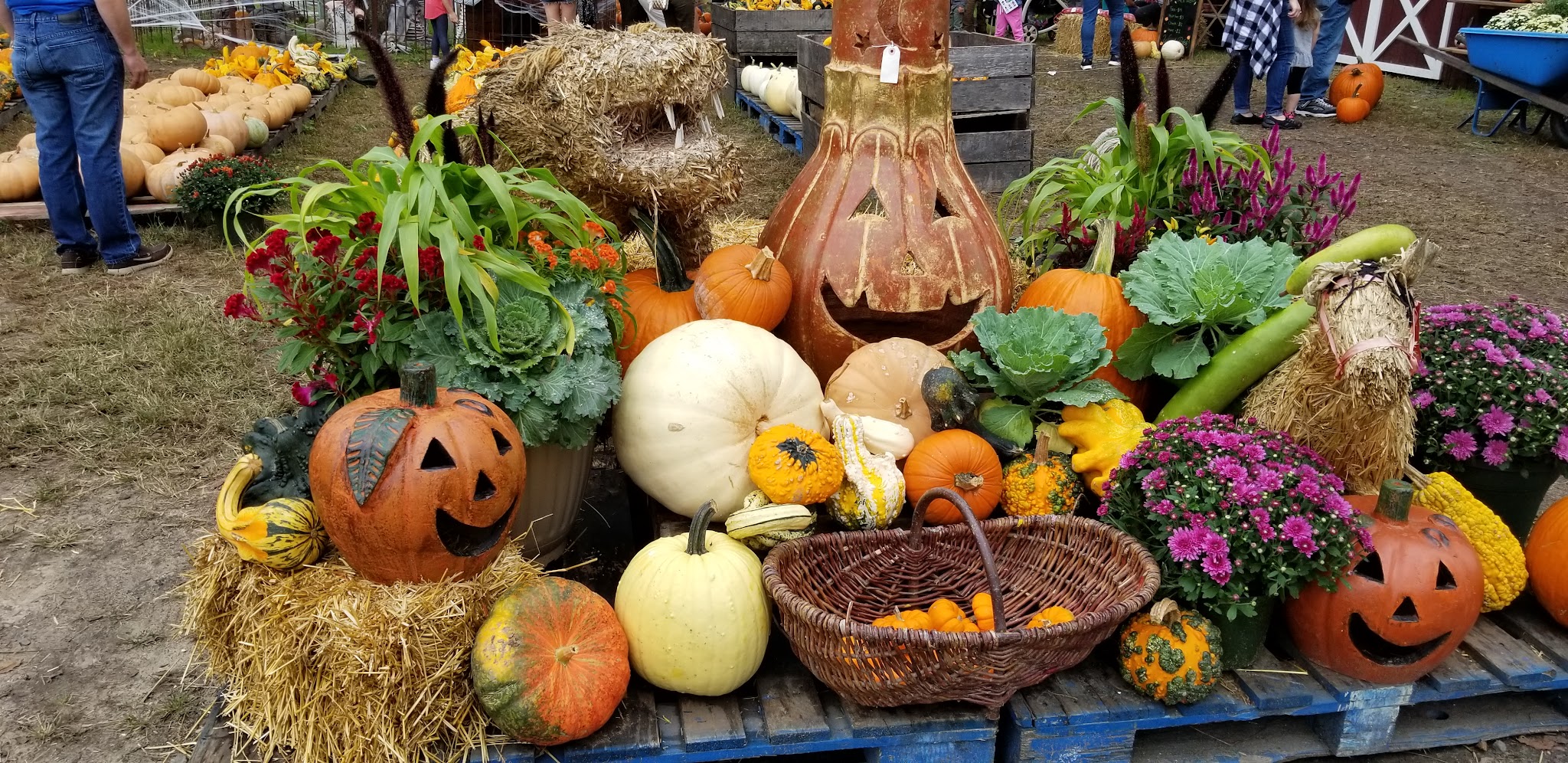 Ward's Farm Pumpkin Patch - Ridgewood, NJ