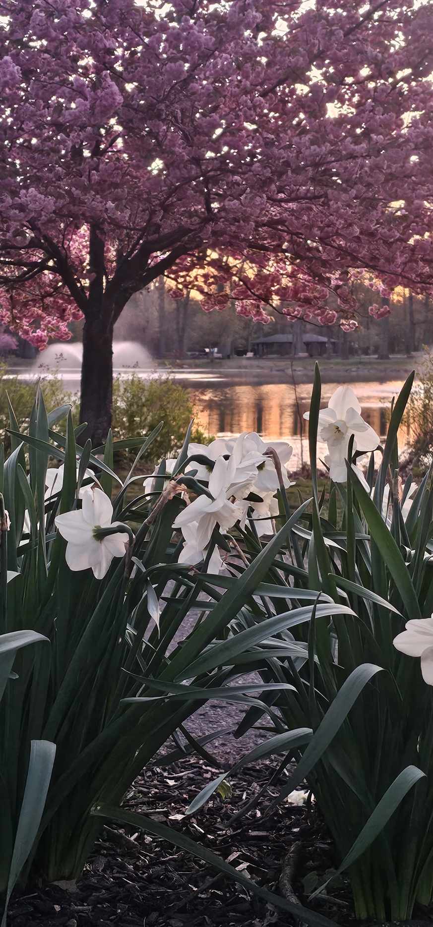 Wild Duck Pond - Ridgewood, NJ