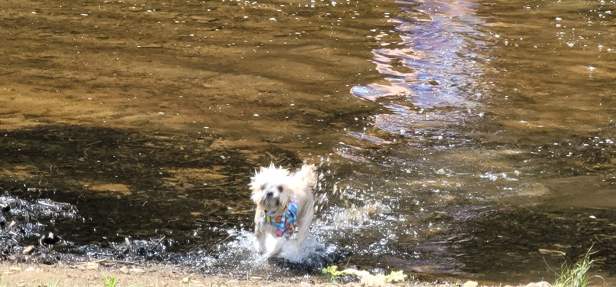 Sandy Beach Dog Park - Ridgway, PA