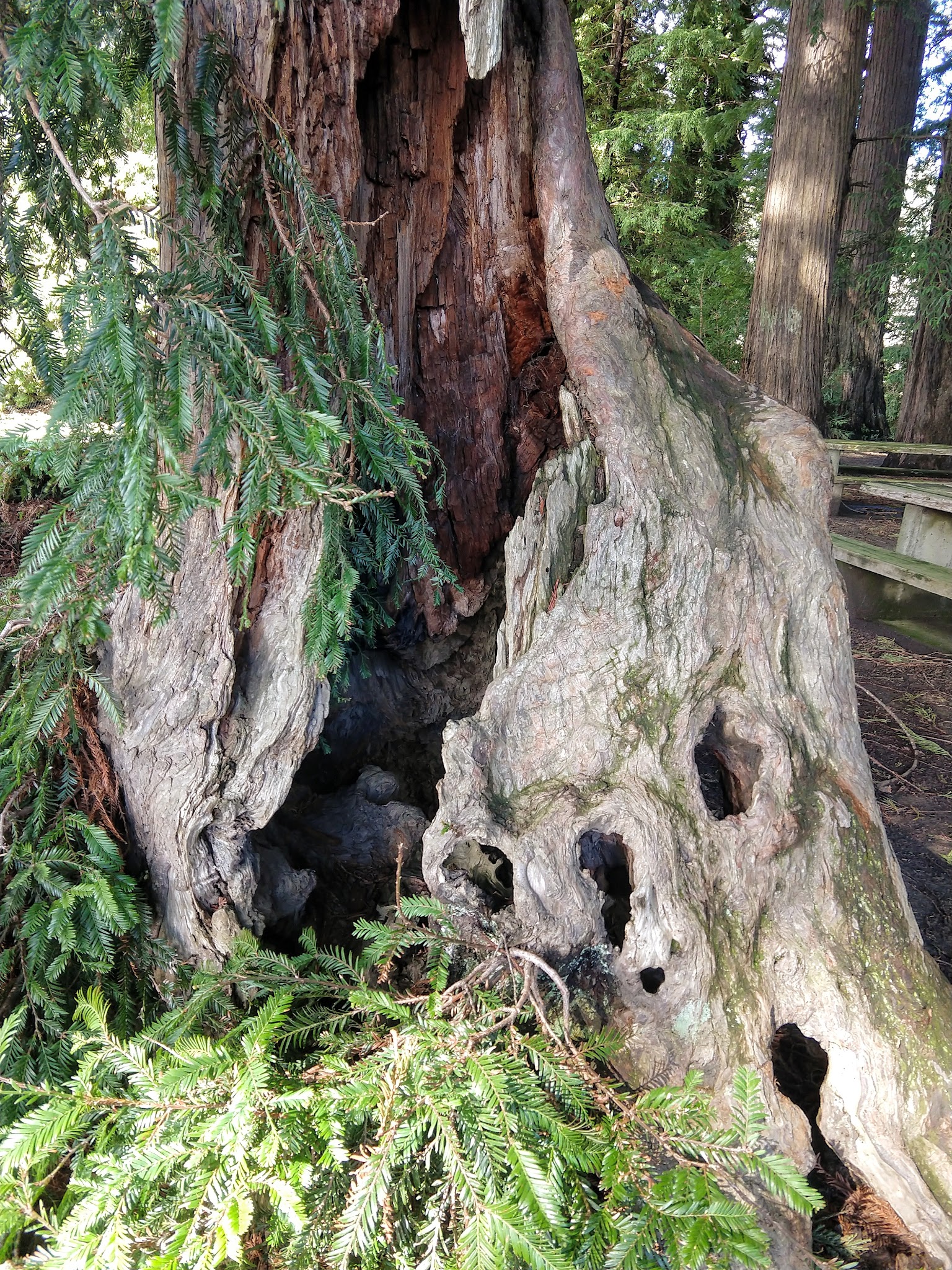 Fireman's Park - Rio Dell, CA