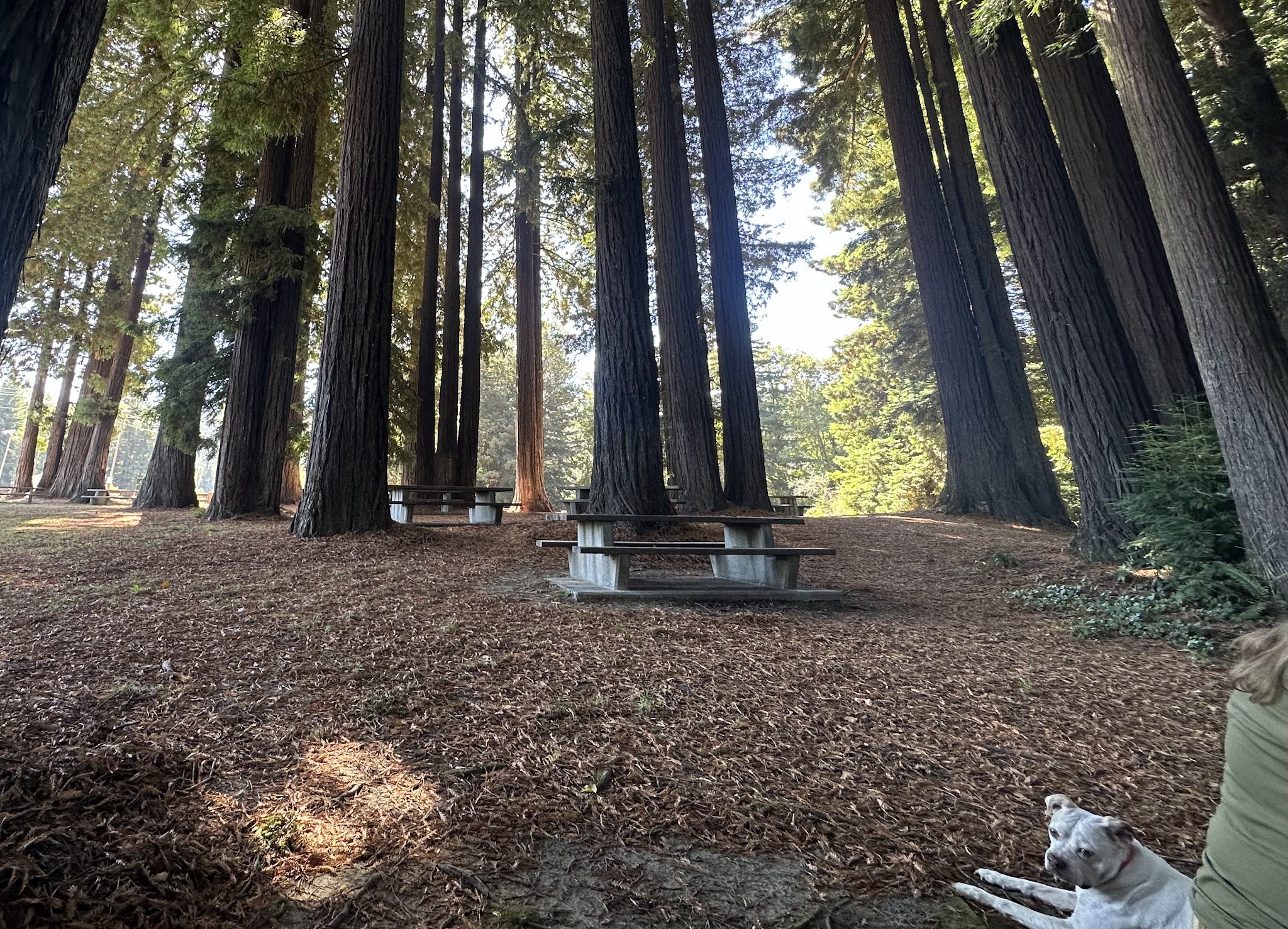 Fireman's Park - Rio Dell, CA