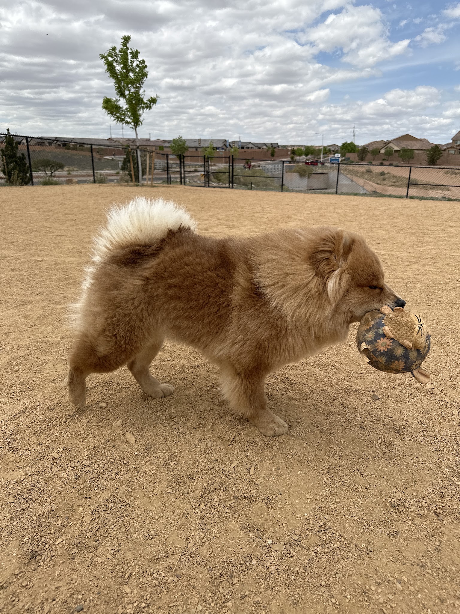 Dog Park - Rio Rancho, NM