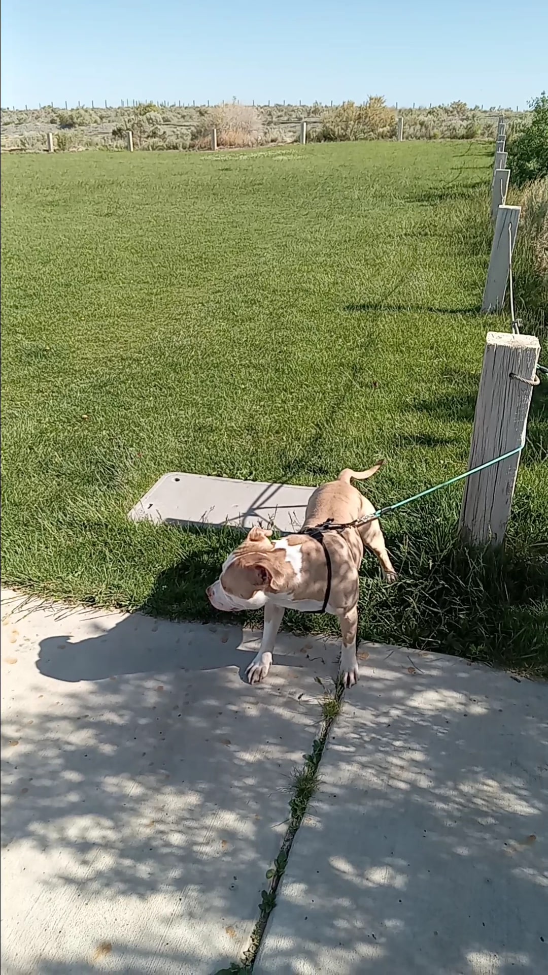 High Range Dog Park - Rio Rancho, NM