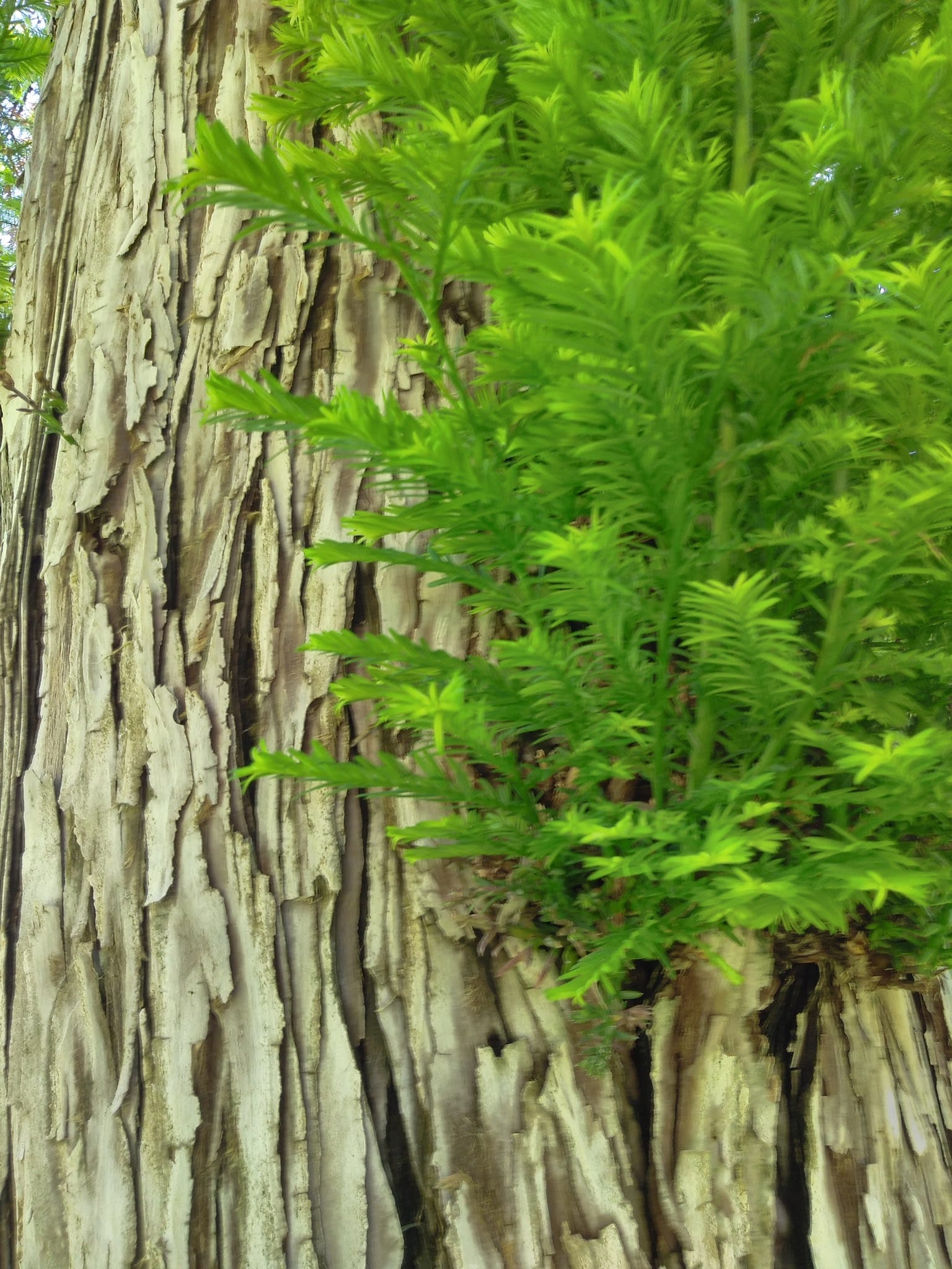 Highland Park - Riverside, CA