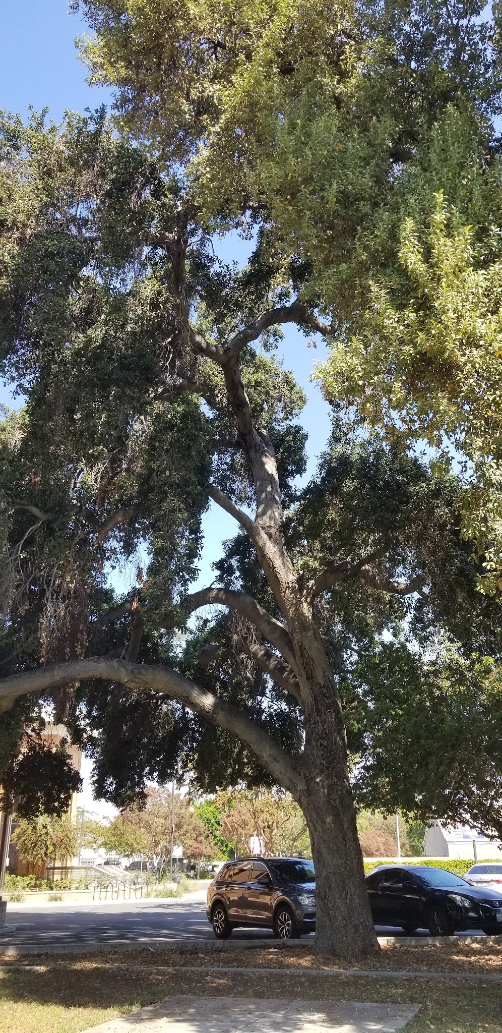 Low Park - Riverside, CA