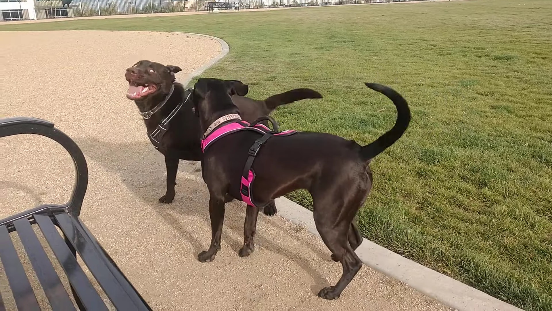 Orangecrest Dog Park - Riverside, CA