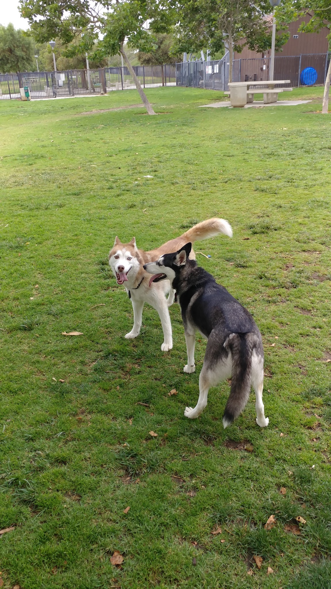 Pat Merritt Dog Park - Riverside, CA